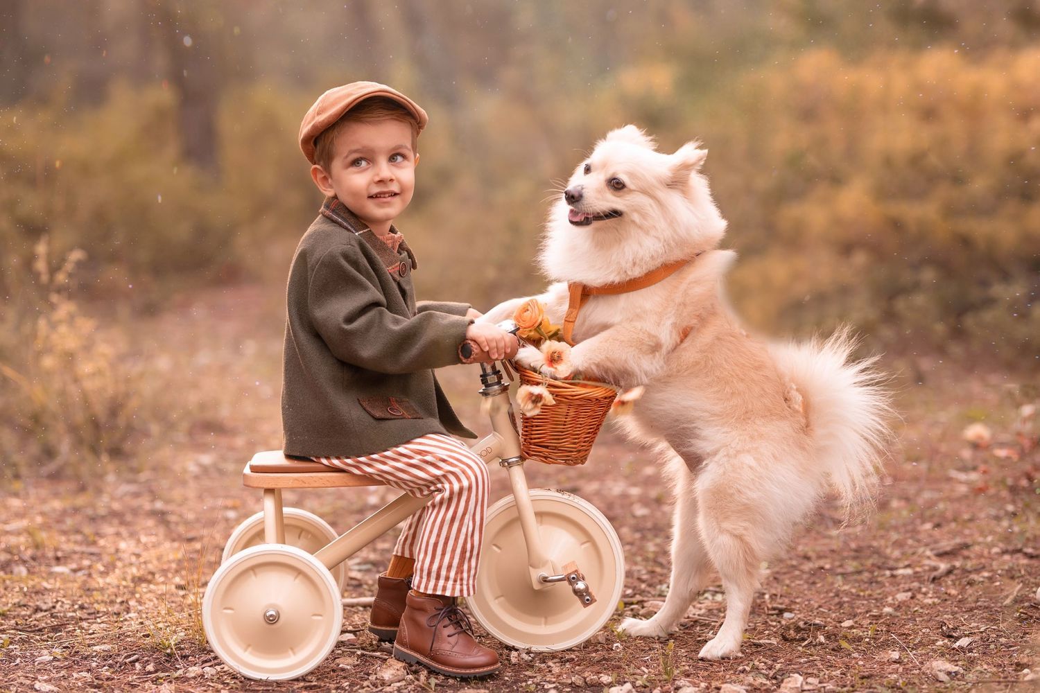 A fluffy white dog interacts playfully with someone on a vintage tricycle in a dreamy autumn forest setting. Dubai Photographer