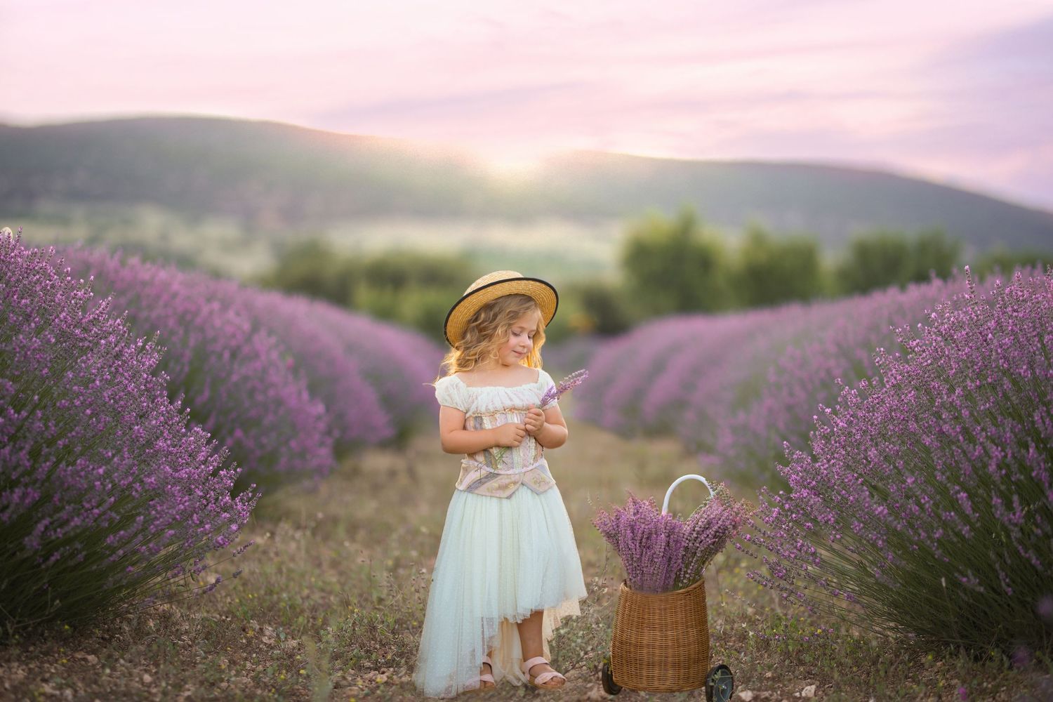 Ethereal summer portrait with someone in white dress holding flowers among lavender rows. Dubai Photographer