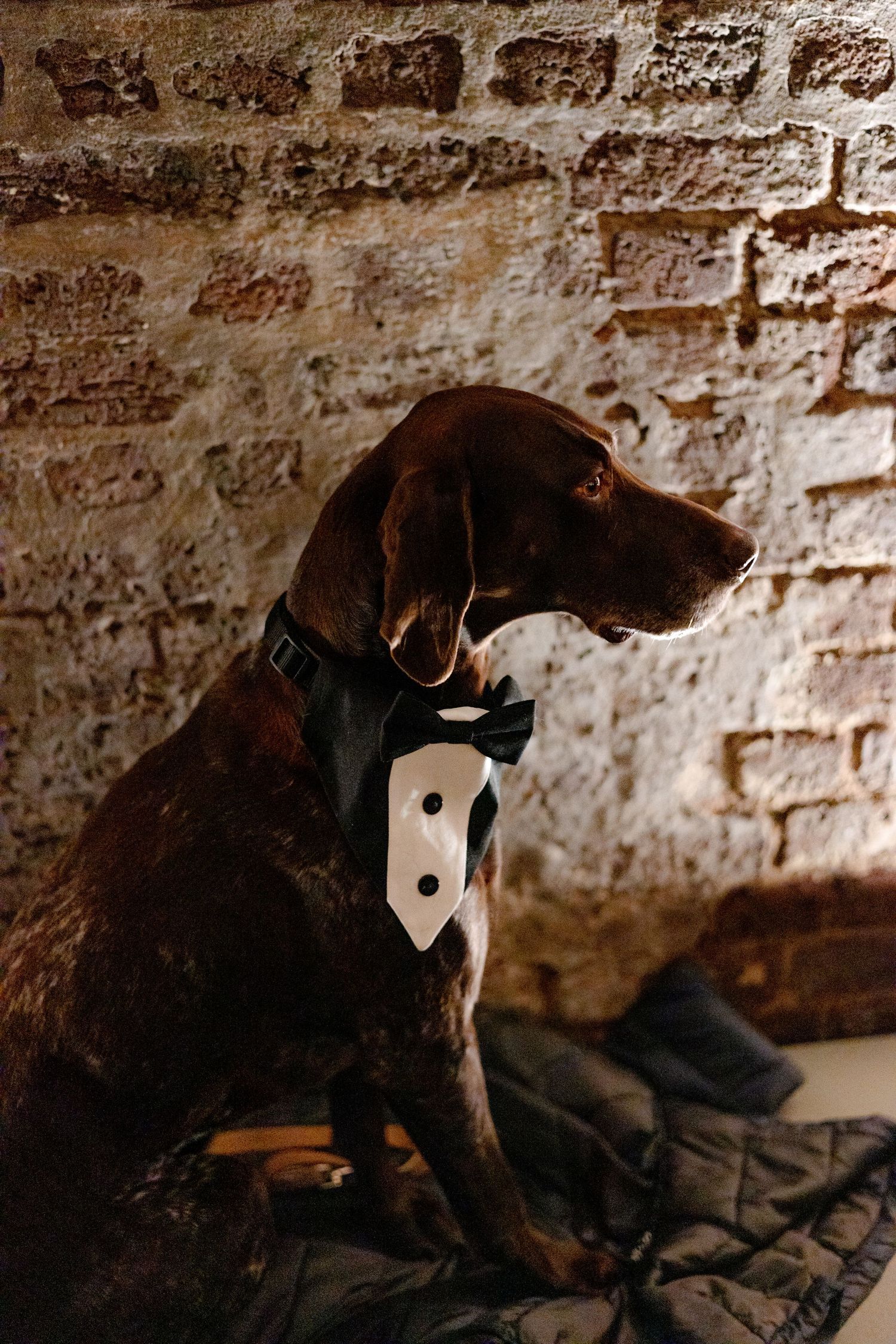Dog wearing a formal bowtie sitting against a rustic brick wall.