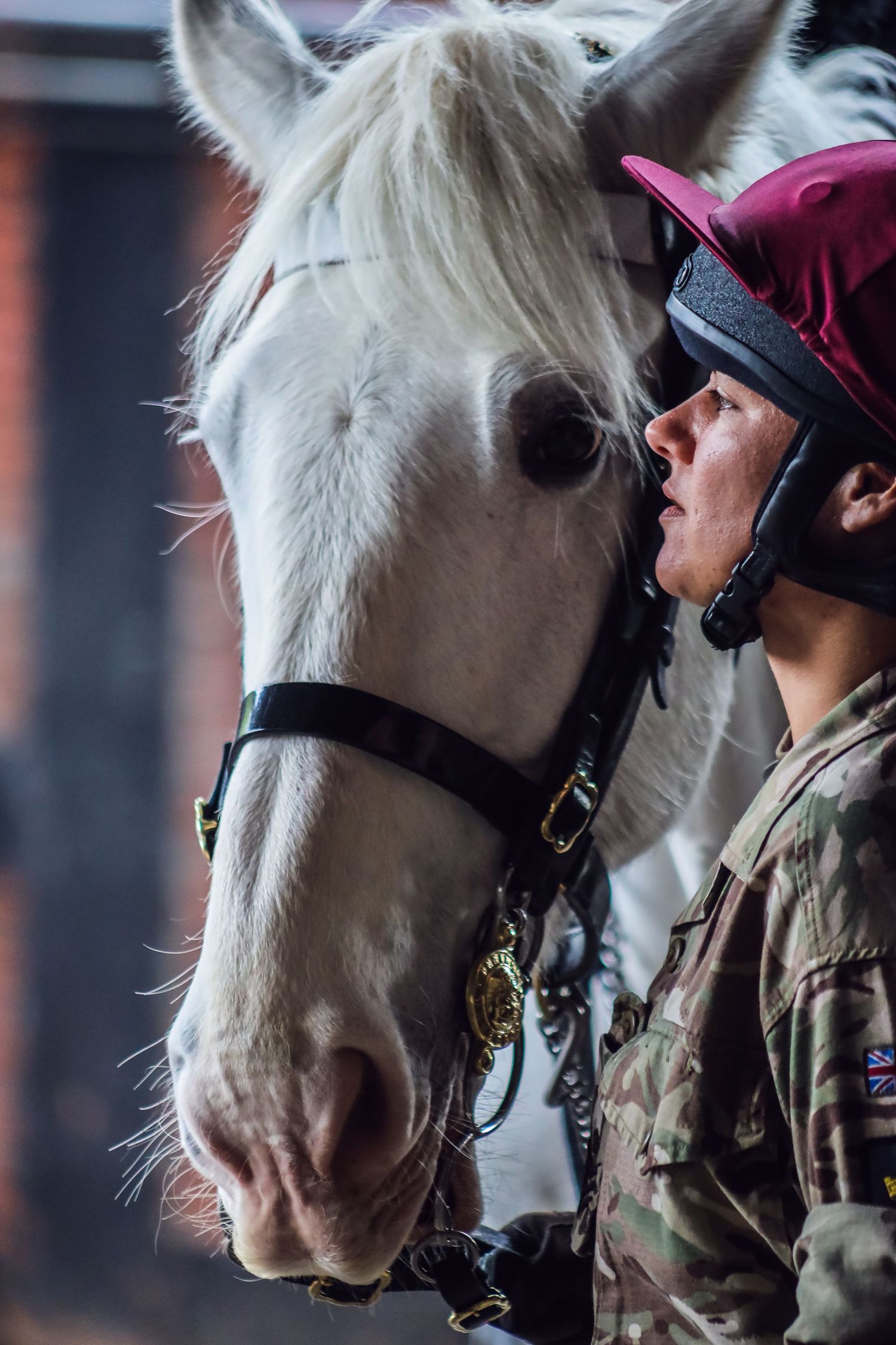 Close-up views of a white horse with ceremonial tack against a dark background.