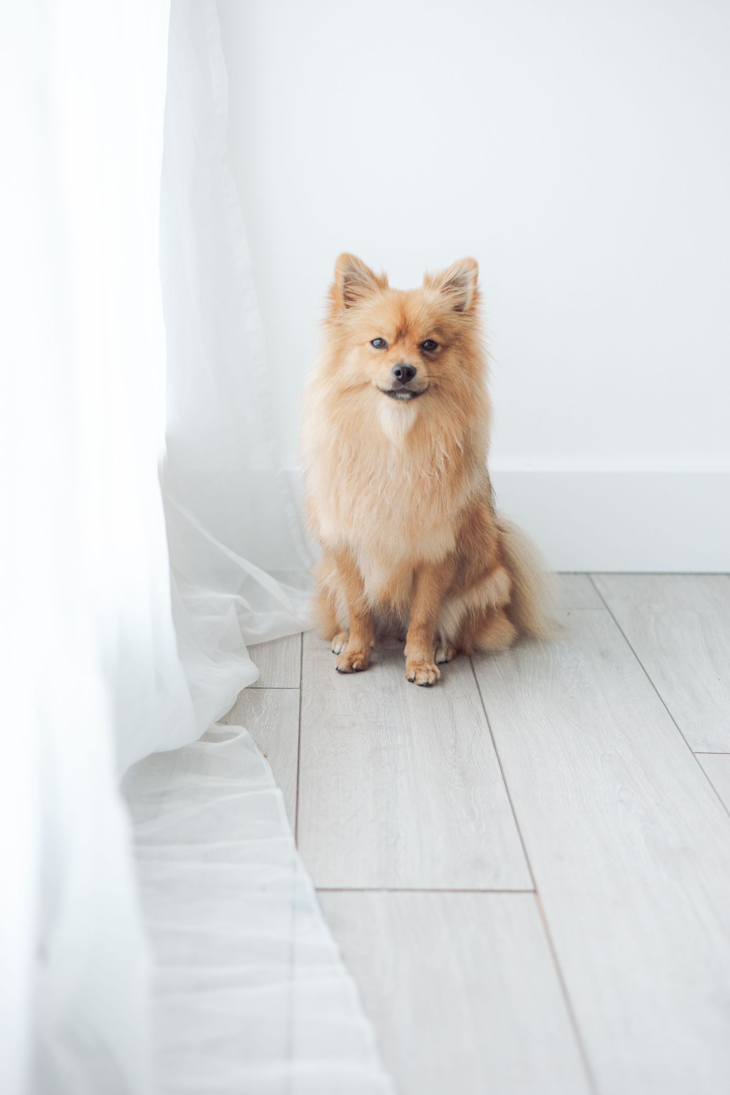 Fluffy Pomeranian dog sitting on white wooden floor near wall.