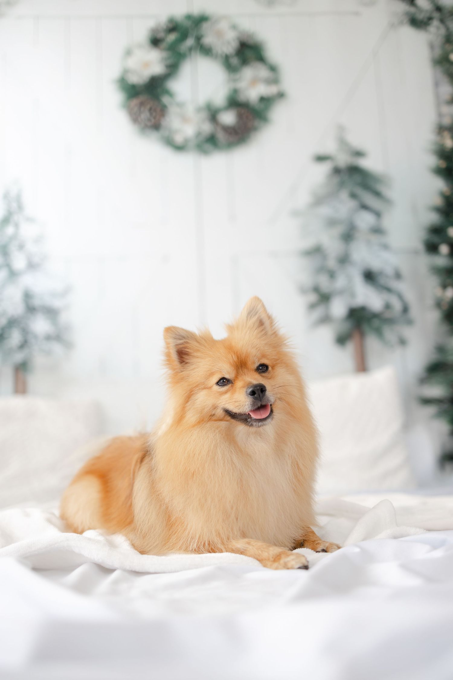 Fluffy Pomeranian dog lying on white bedding with winter decorations in background.