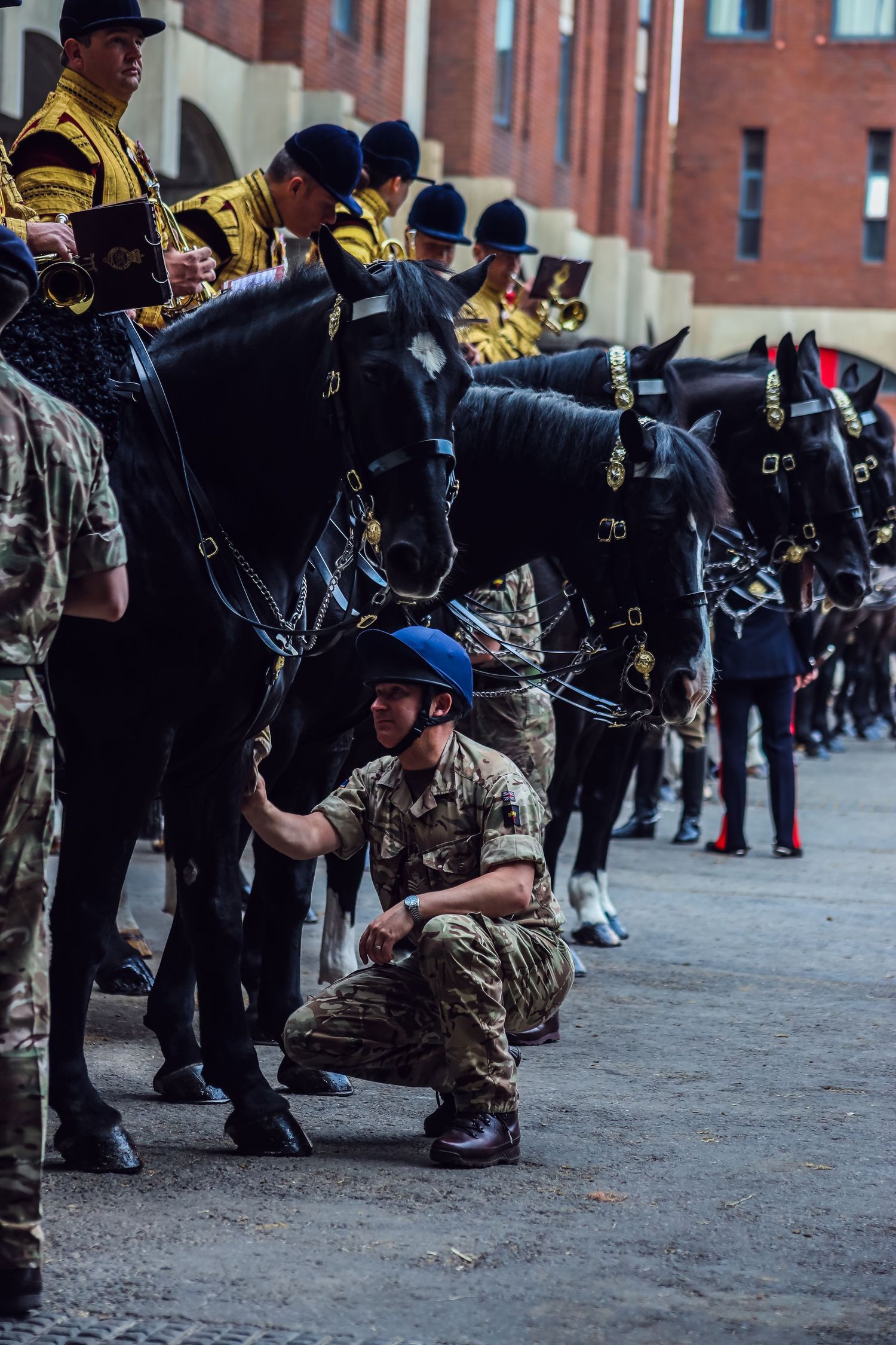 Ceremonial horses in formal tack lined up during military parade.