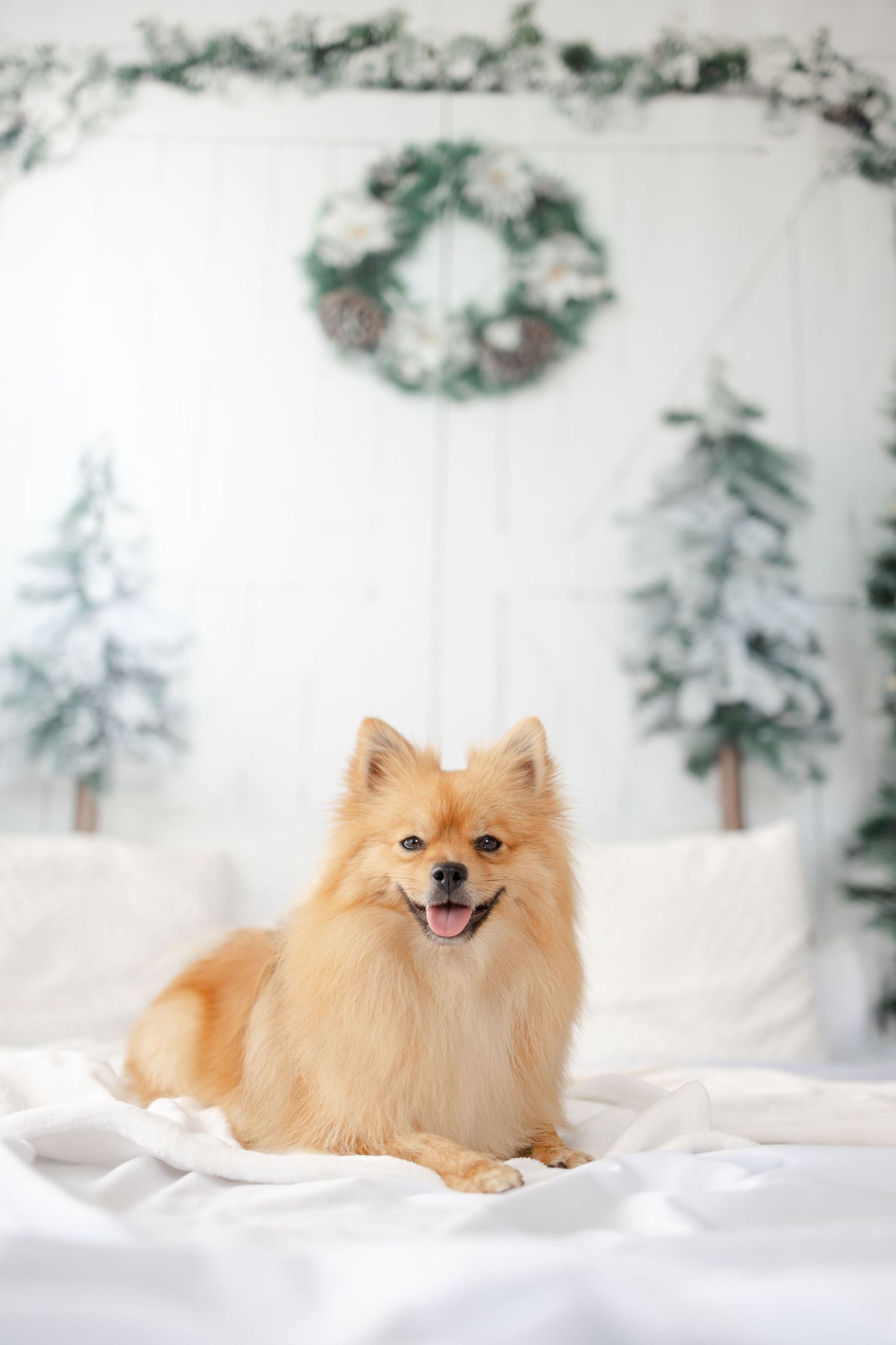 Smiling Pomeranian dog posing on white sheets with festive winter backdrop.