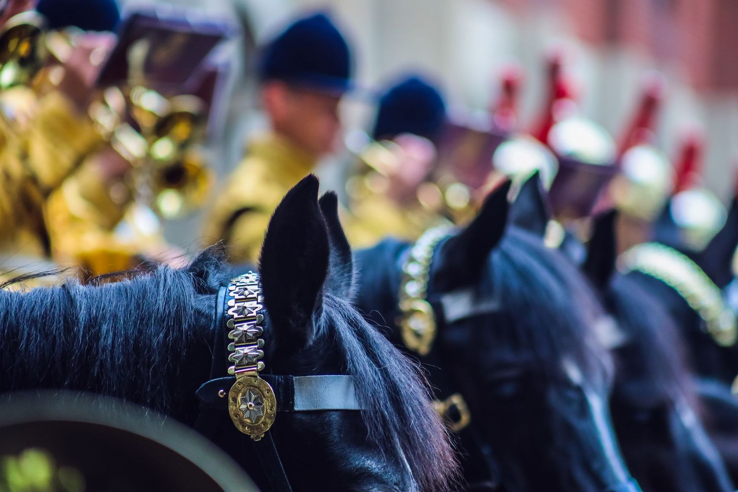 Line of black military horses with ornate ceremonial bridles and tack.