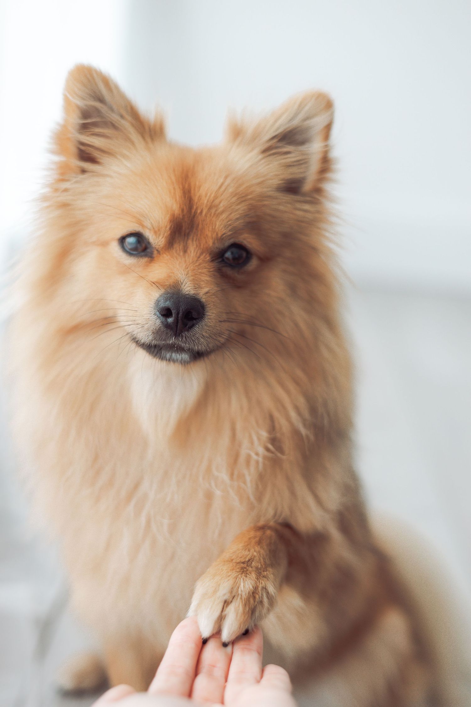 Portrait series of adorable Pomeranian dog with fluffy tan fur against white background.