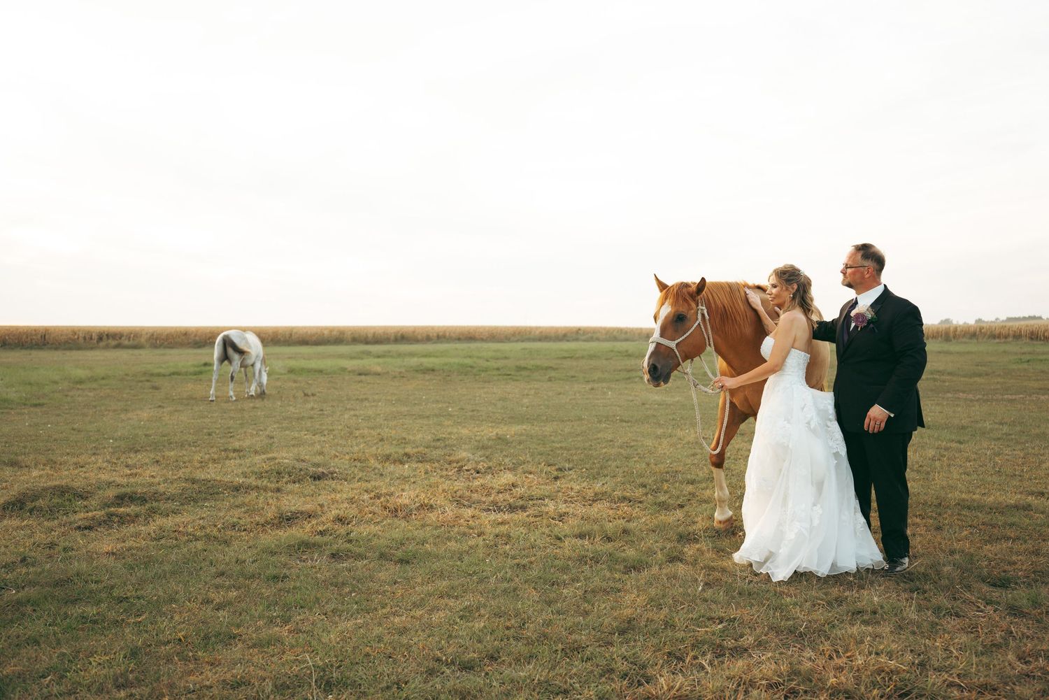 Wedding couple poses in field with horses at golden hour.
