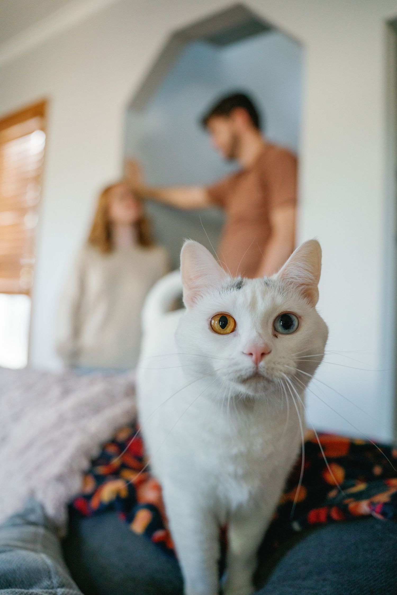 White cat with heterochromia sits in focus on a bed while a couple stands blurred in the background indoors.