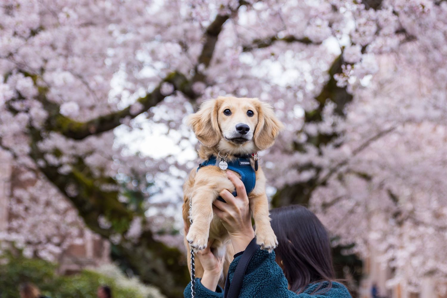 Cherry Blossom shoot at University of Washington Campus, pet portraits, family portraits, family pictures, outdoors, spring season shoot