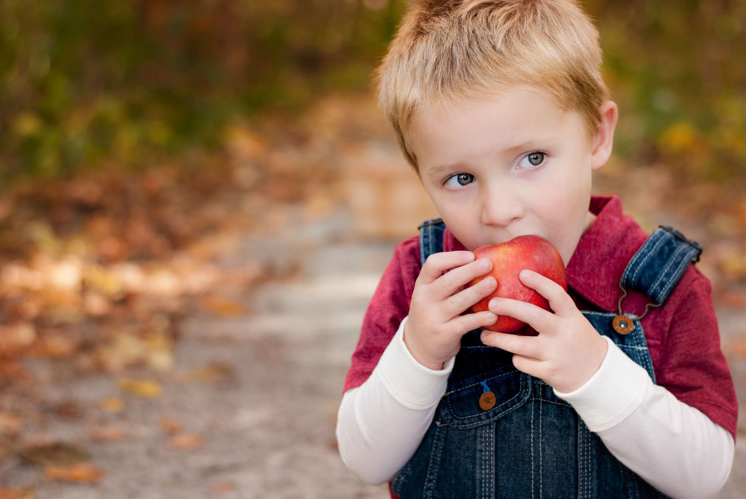 Adorable blonde toddler boy in denim overalls eating a red apple on an autumn outdoor path.