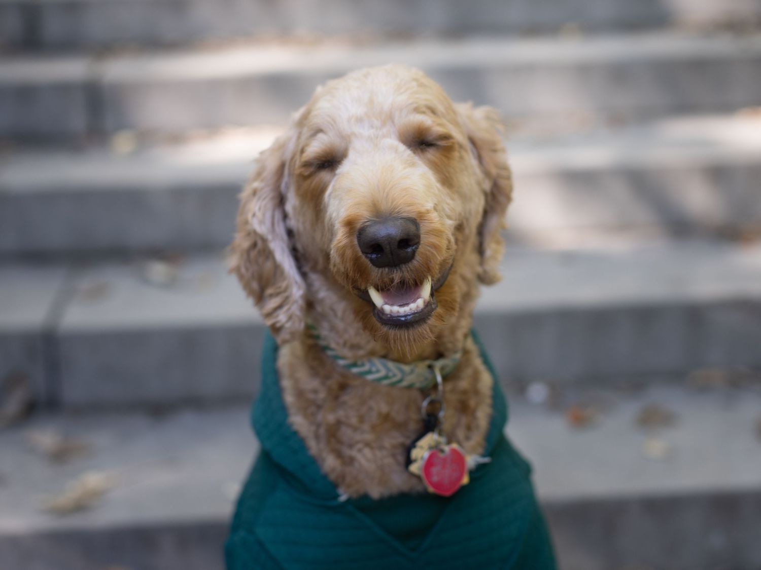 Happy goldendoodle dog wearing green sweater sitting on steps.