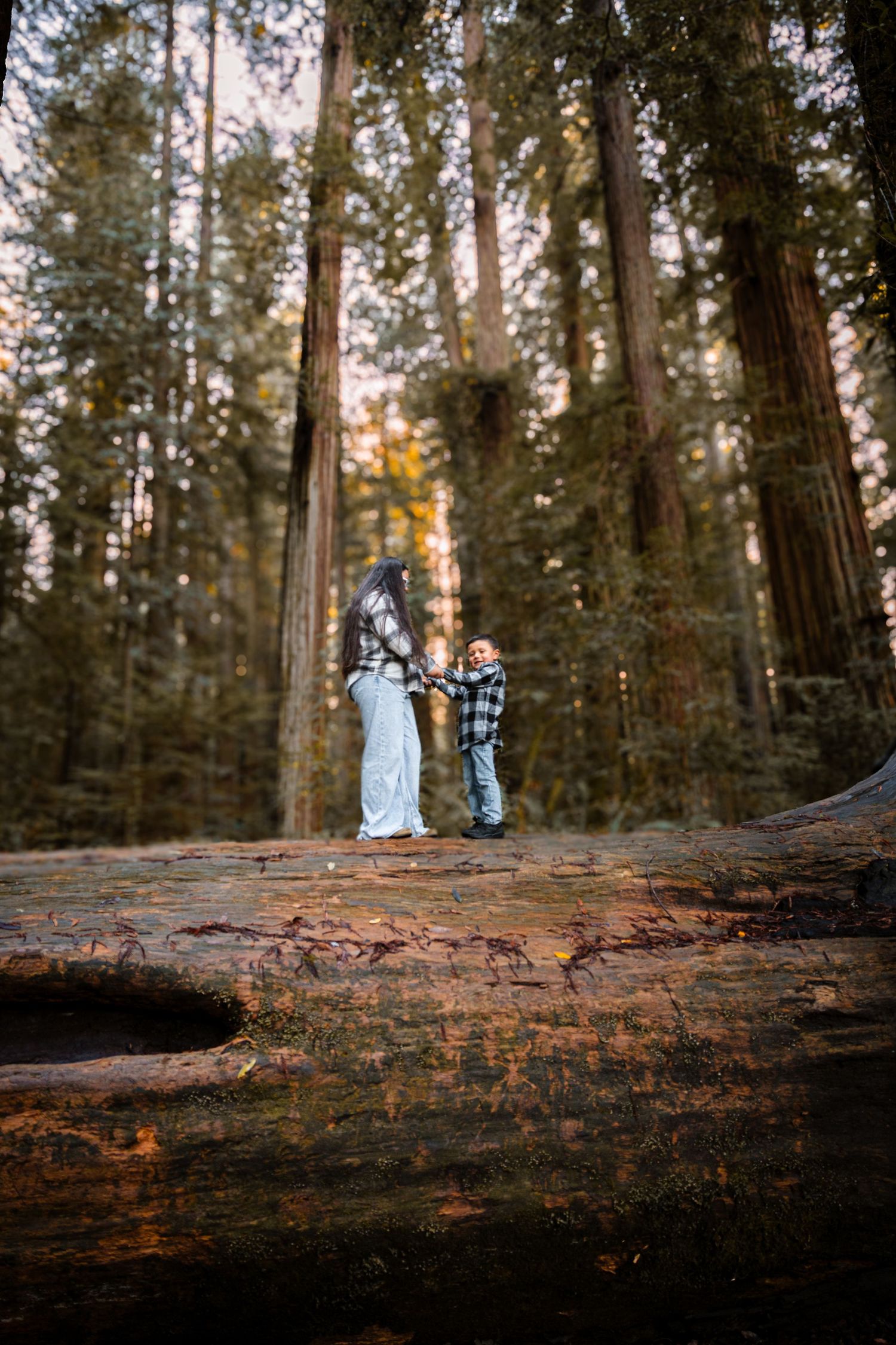 Sister and young brother hold hands while standing on a large fallen redwood log surrounded by towering redwood trees.