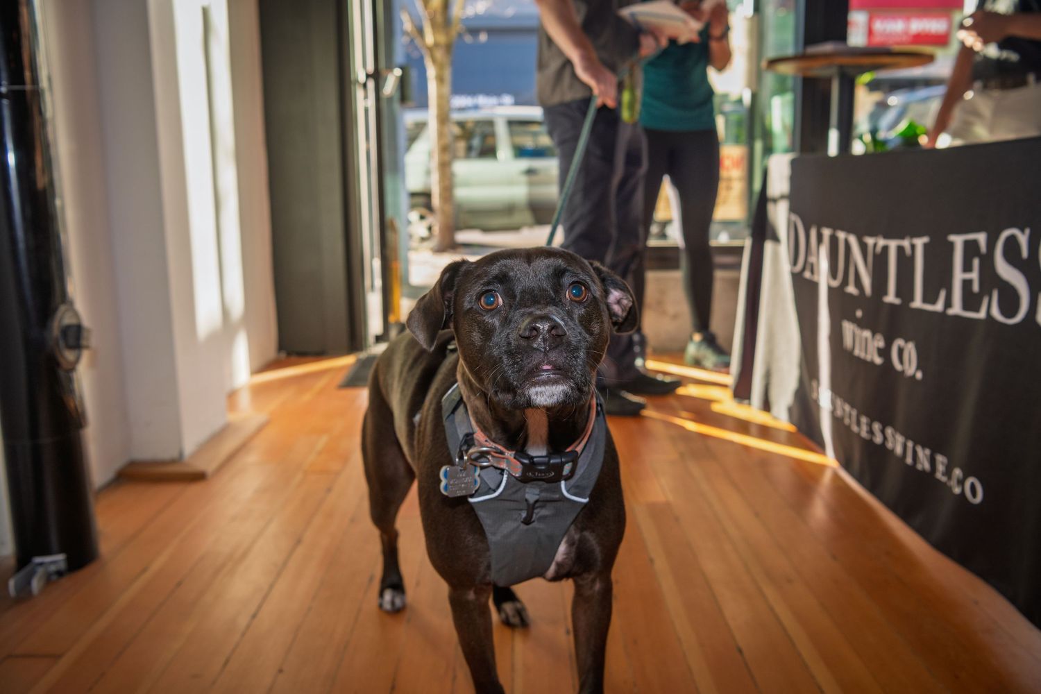 A French Bulldog sits attentively on a hardwood floor in a well-lit retail space.