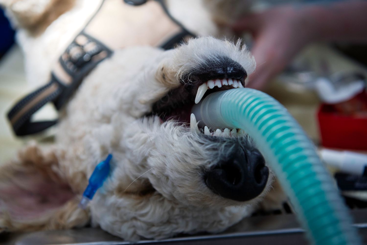A small white dog lies on its back while receiving oxygen therapy through a breathing mask.