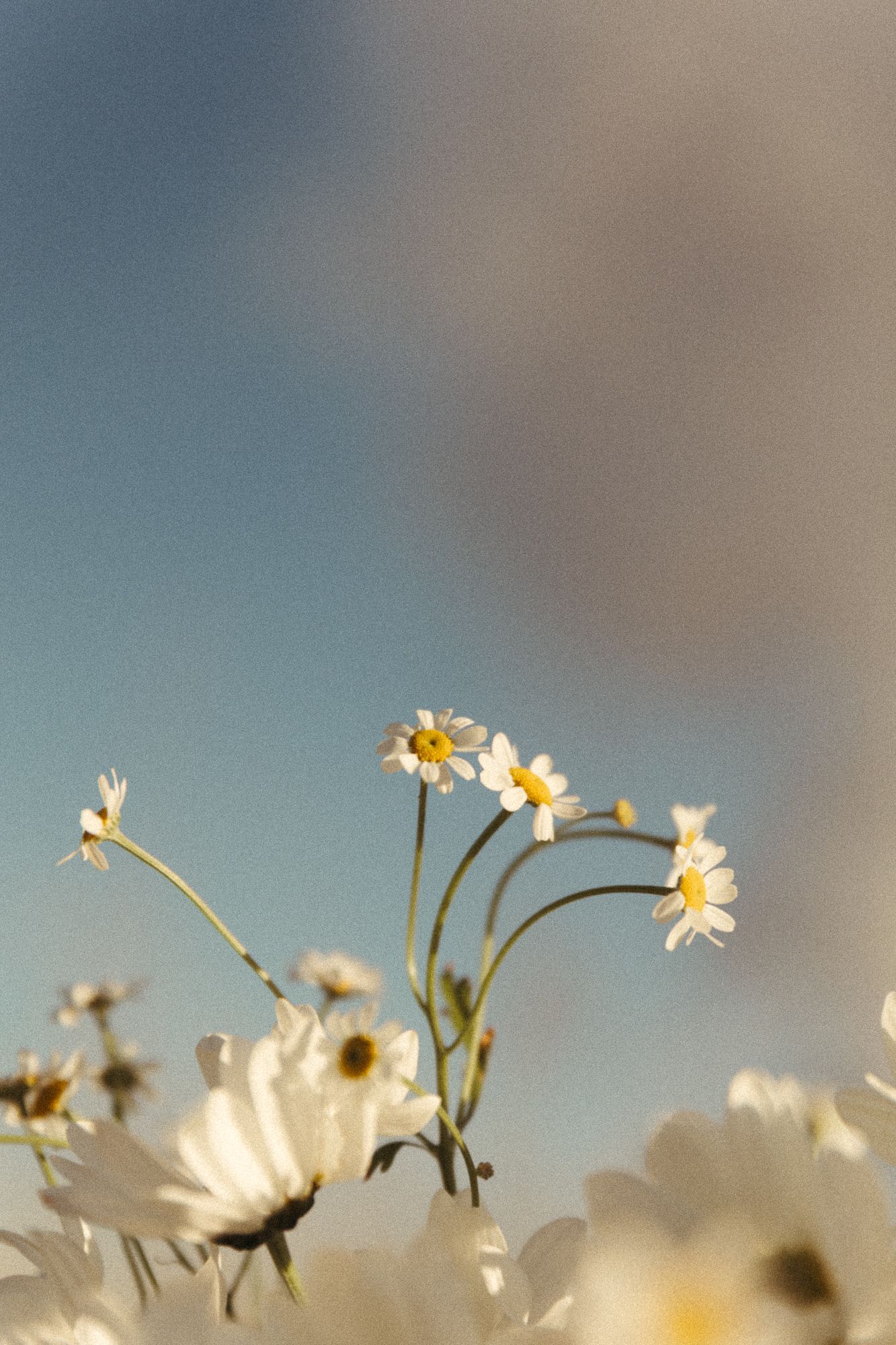 White daisies with yellow centers bloom against a soft blue sky in a dreamy, shallow depth-of-field nature photo.