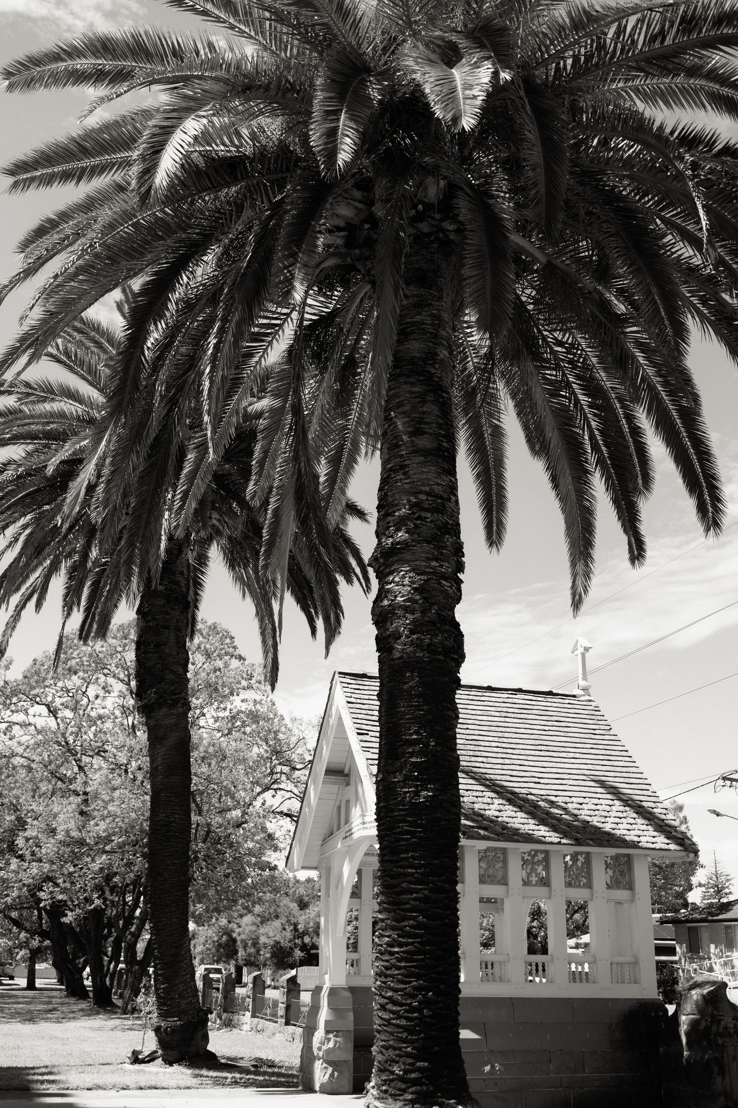 Black and white photo of tall palm trees beside a charming historic church building on a sunny day.