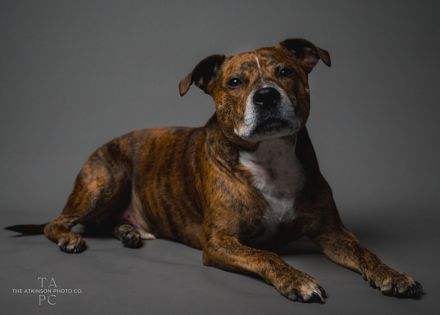 Studio portraits of brindle dog with dramatic lighting on dark background.