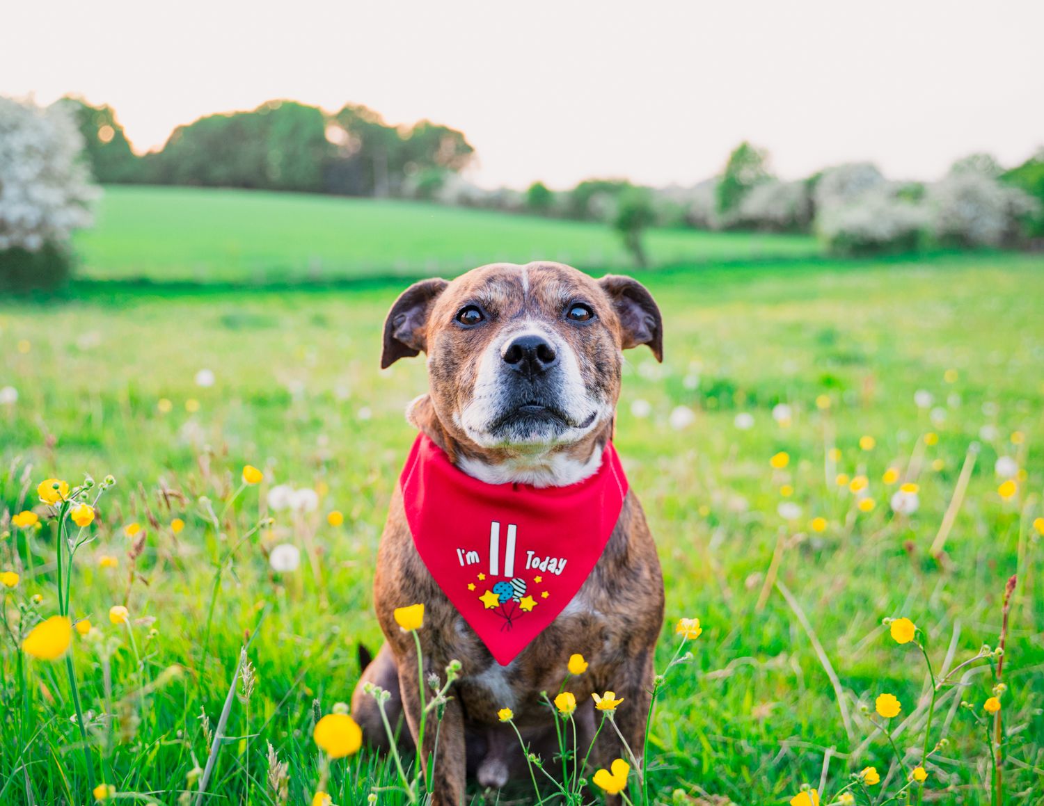Senior dog wearing red bandana sitting in field of yellow flowers.