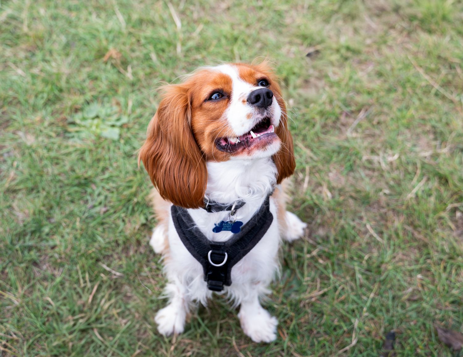A happy Cavalier King Charles Spaniel wearing a bowtie poses on green grass.
