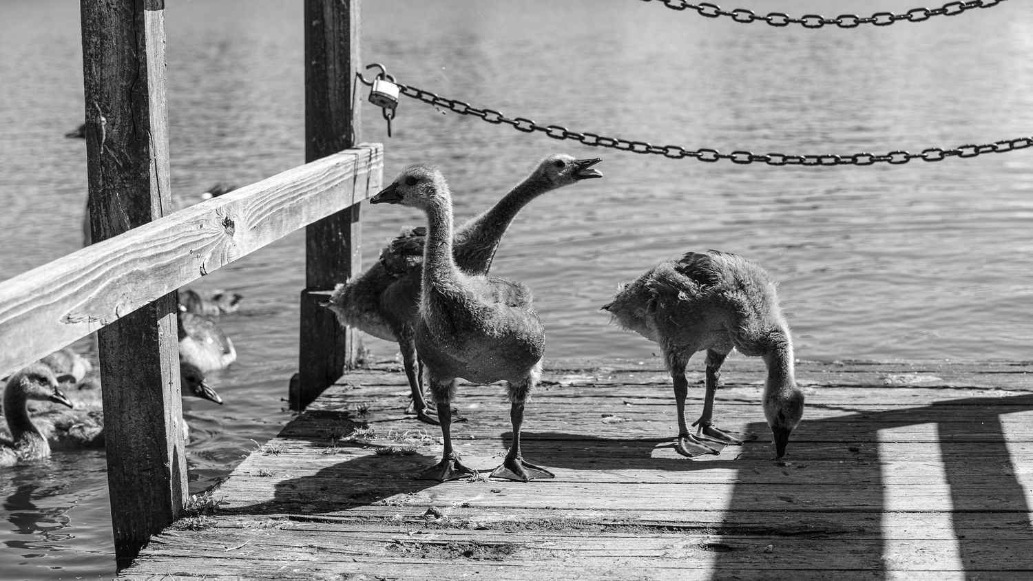 Long sequence capturing multiple dogs diving into water from a wooden pier.