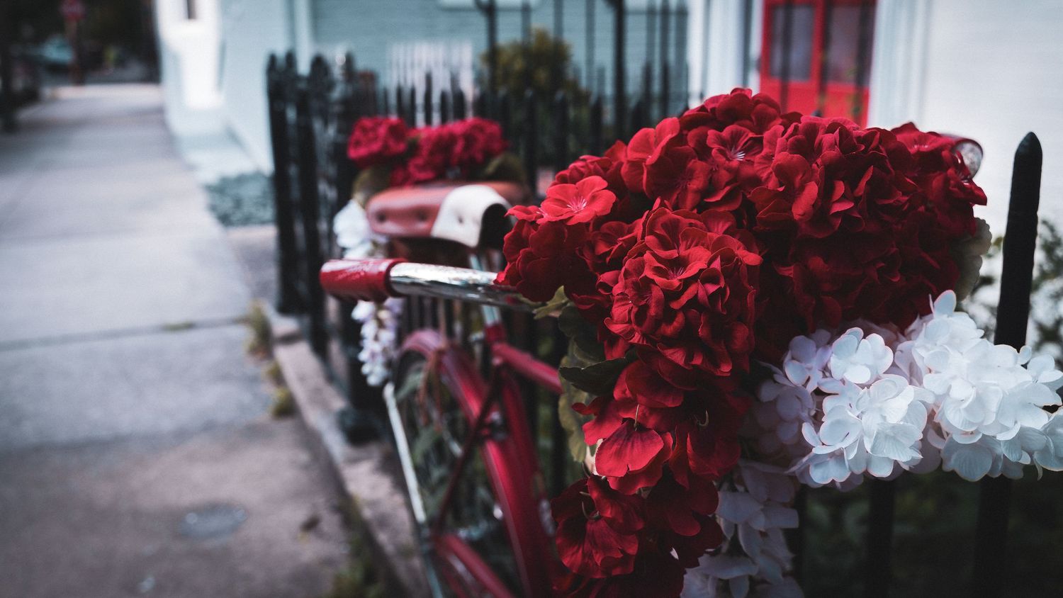 Row of deep red flowers against white architectural background.