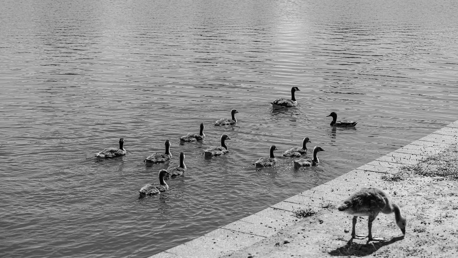 A group of geese swimming in formation across calm waters with one grazing on the shore.