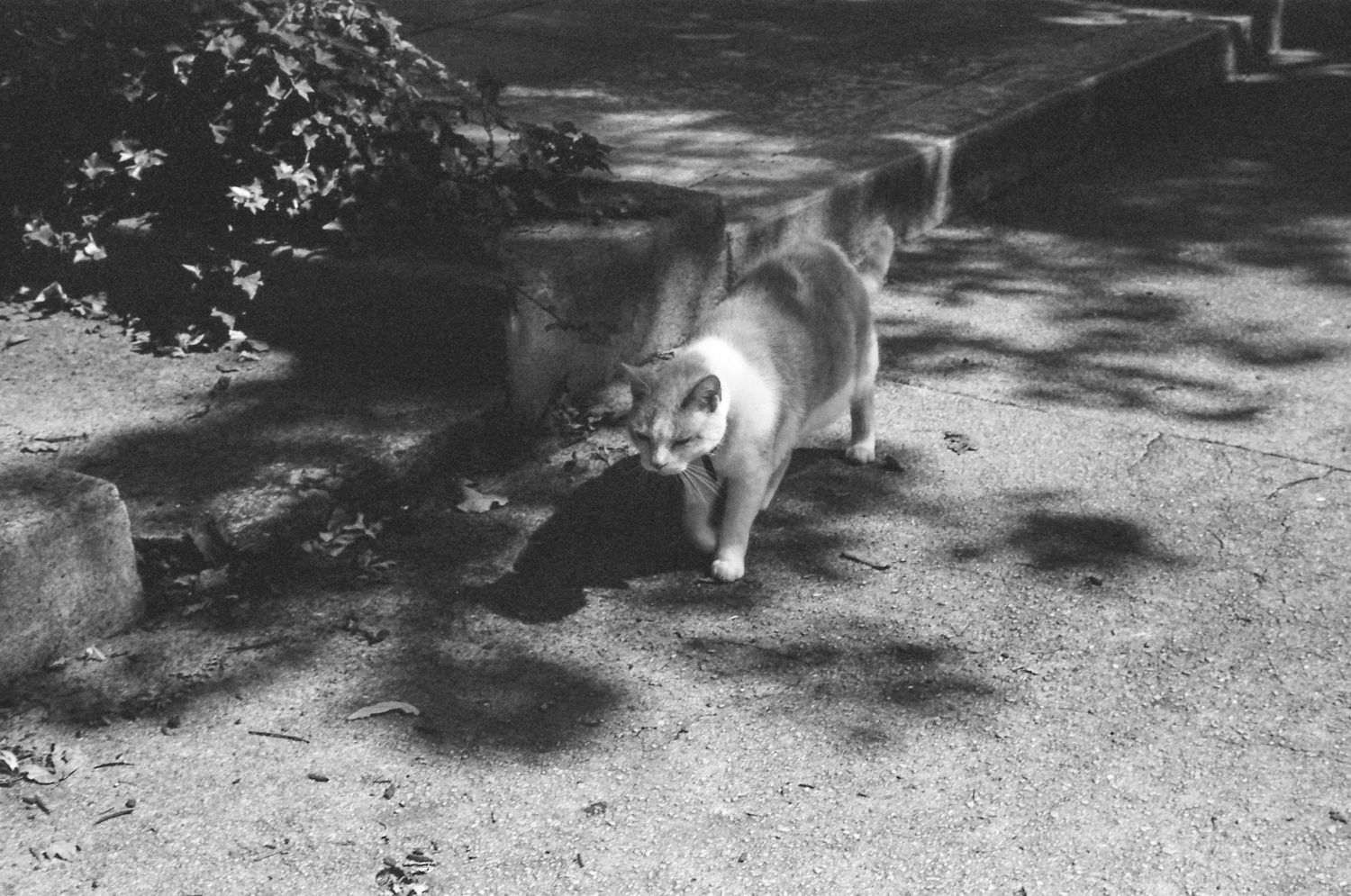 Black and white photograph of shadows cast on a textured ground surface.
