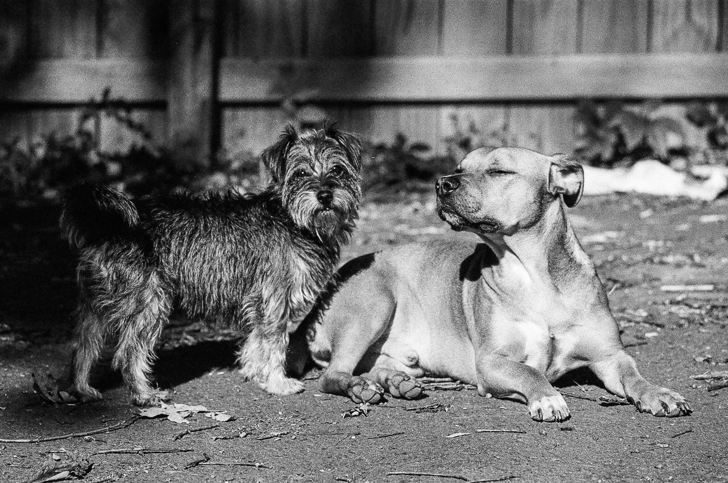 Two dogs, a scruffy terrier and a pit bull type, lounging together in black and white.