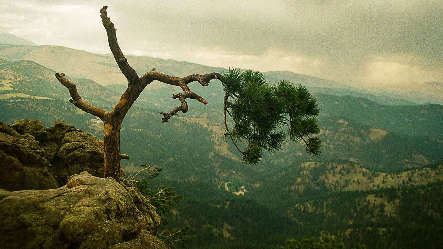Gnarled tree branch extends over a mountainous vista in moody vintage tones.