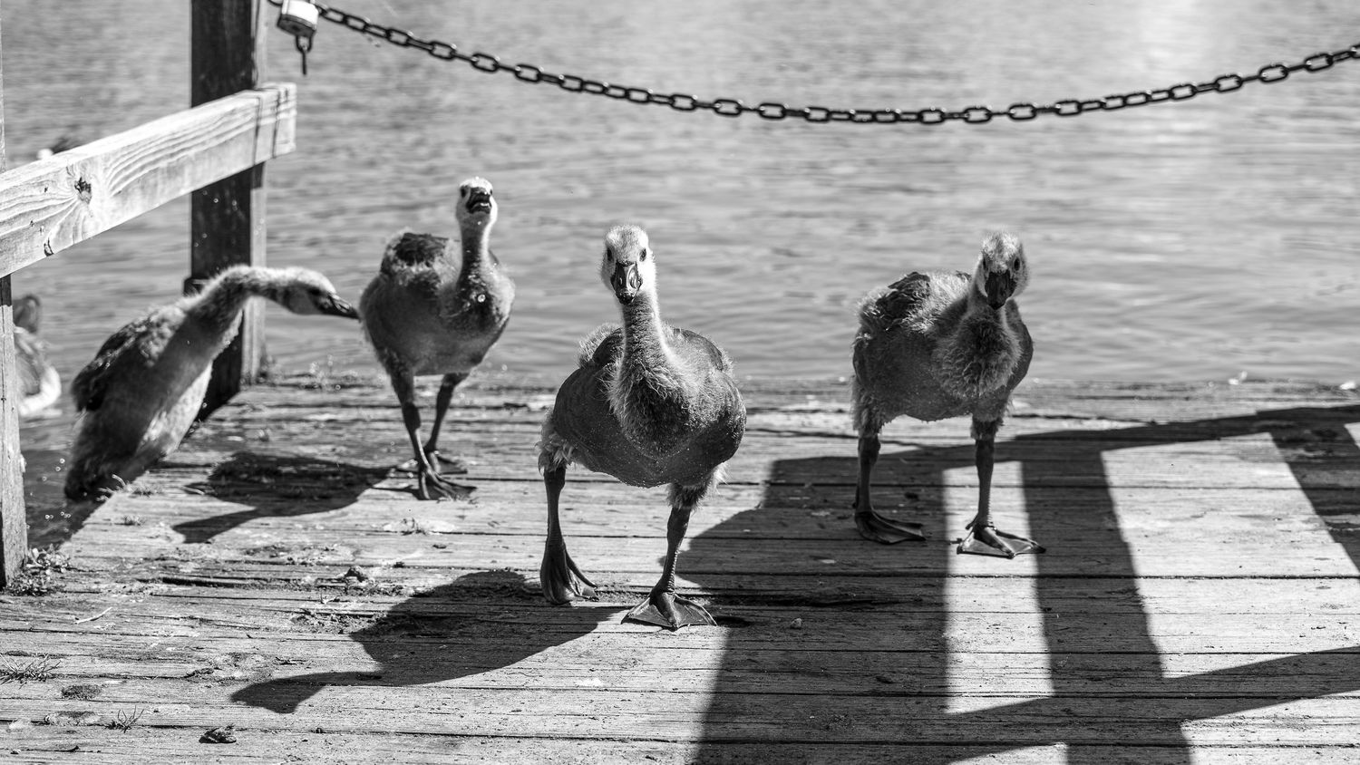 Black and white sequence showing dogs jumping over a dock railing into water.