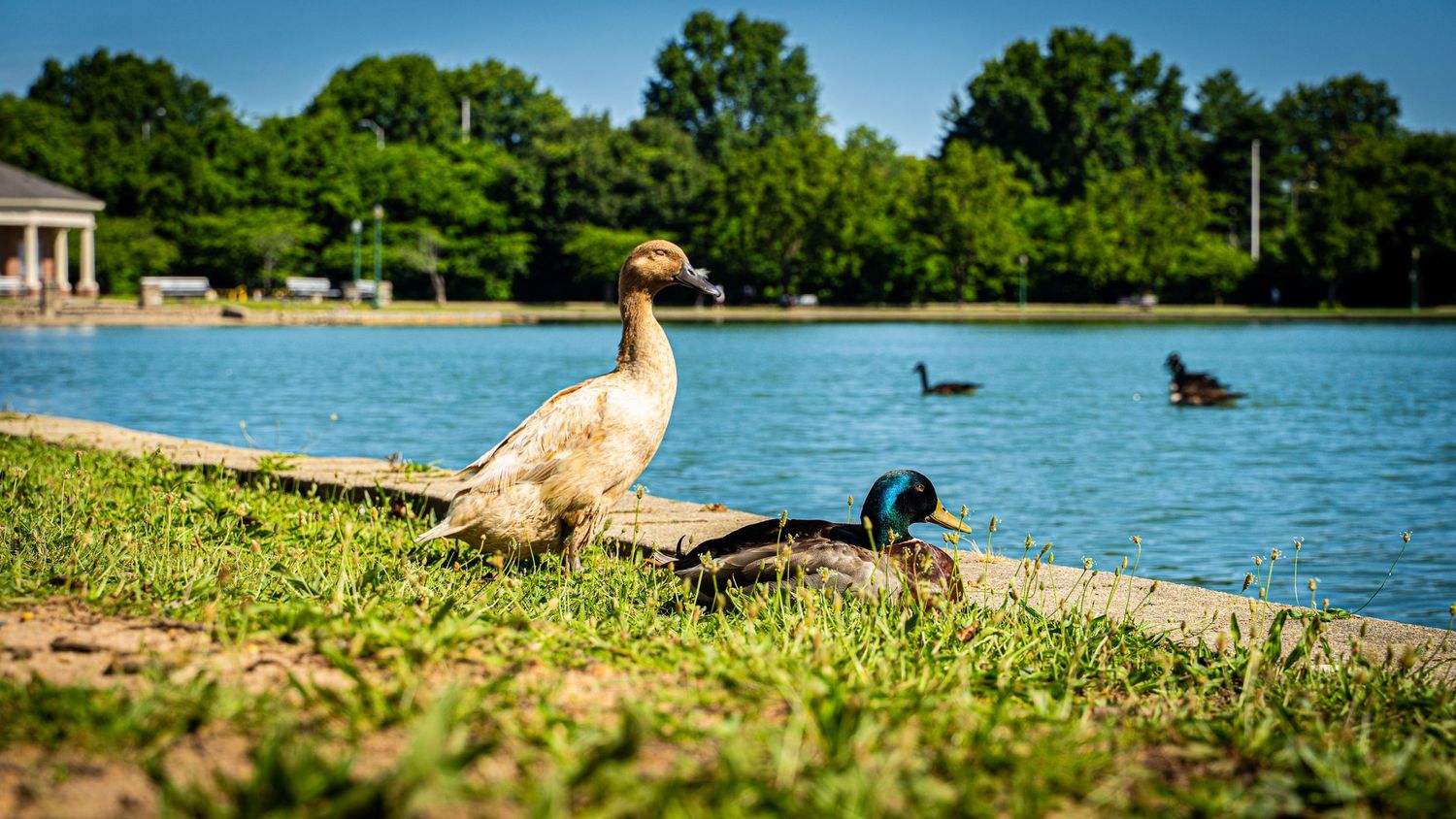 Ducks gathering at the edge of a blue swimming pool surrounded by green lawn and trees.