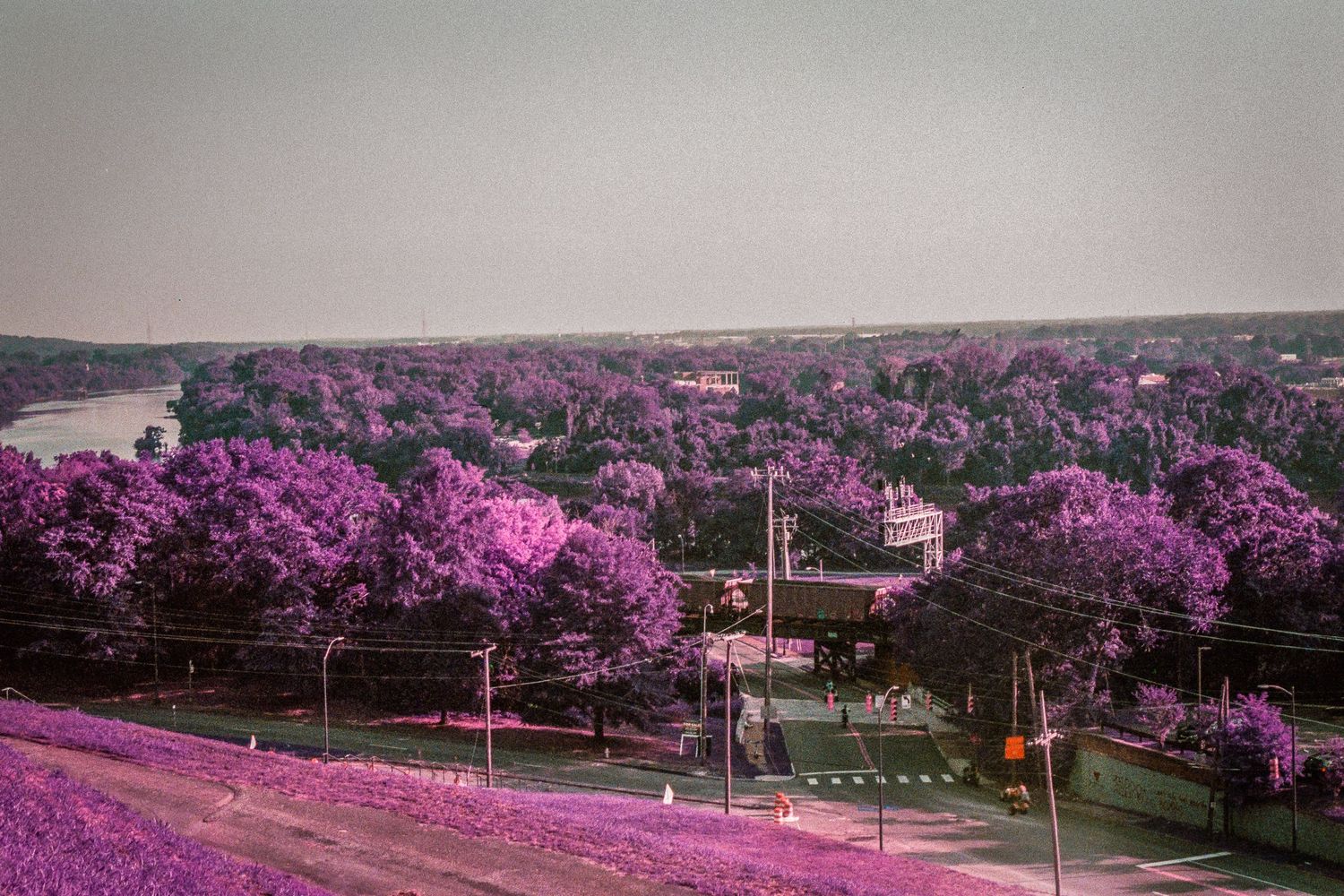 Aerial view of a town with vibrant purple trees lining the streets.