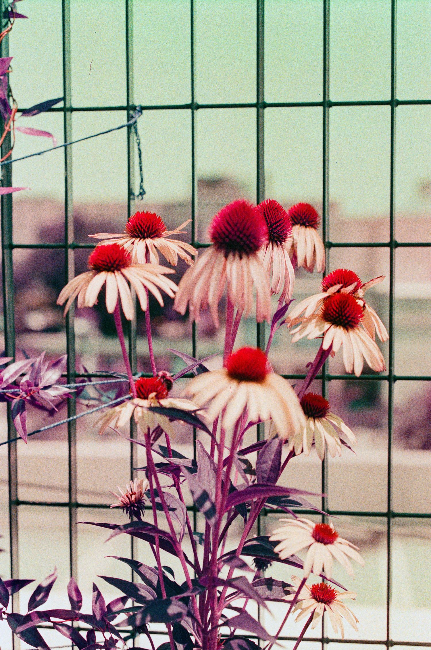 Pink coneflowers growing against a wire fence in soft vintage tones.
