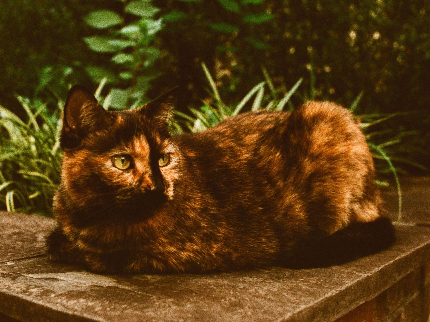 Orange tabby cat lounging peacefully on a stone surface in warm sunlight.