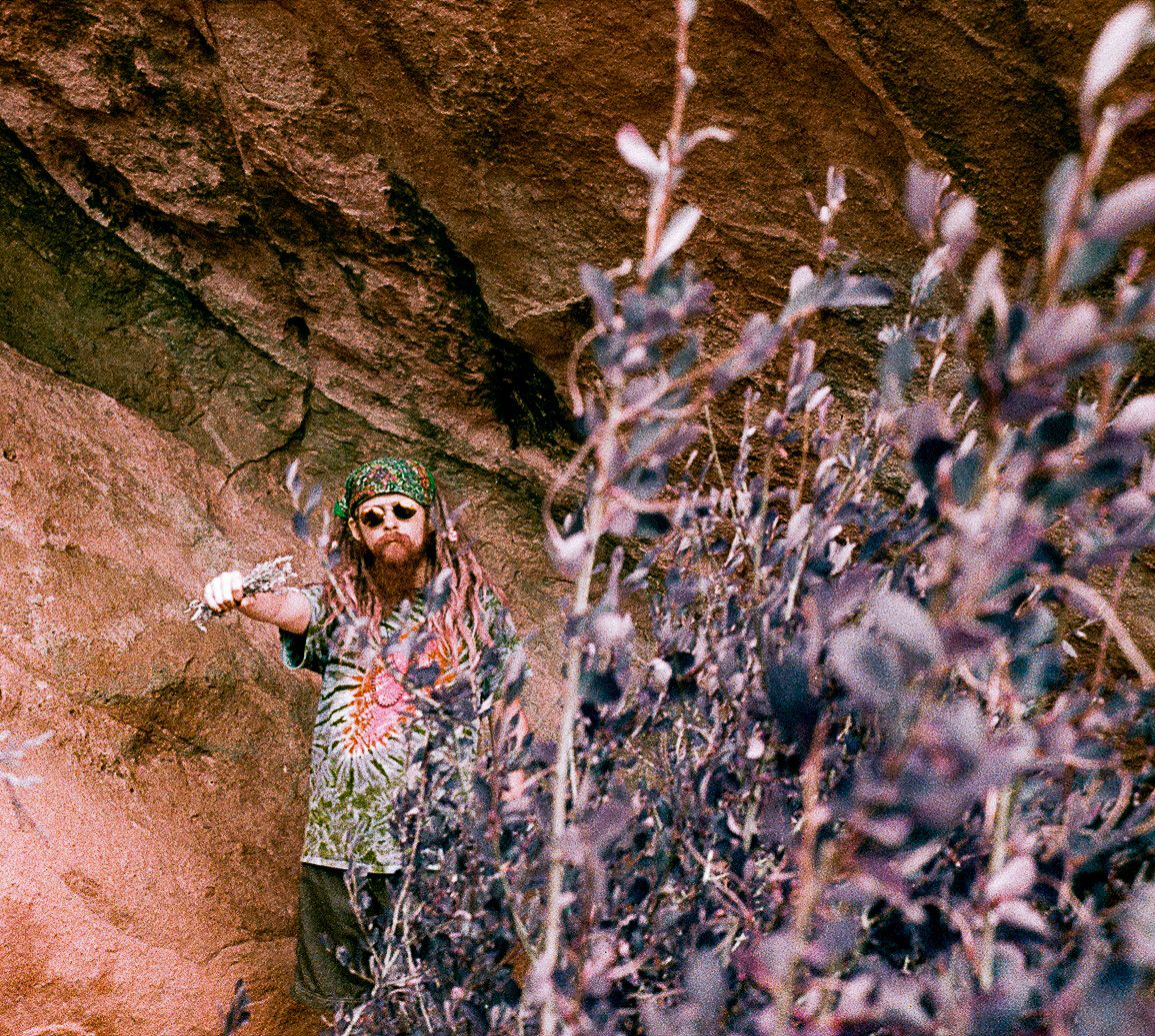 Close-up of purple wildflowers growing against a reddish rock face.