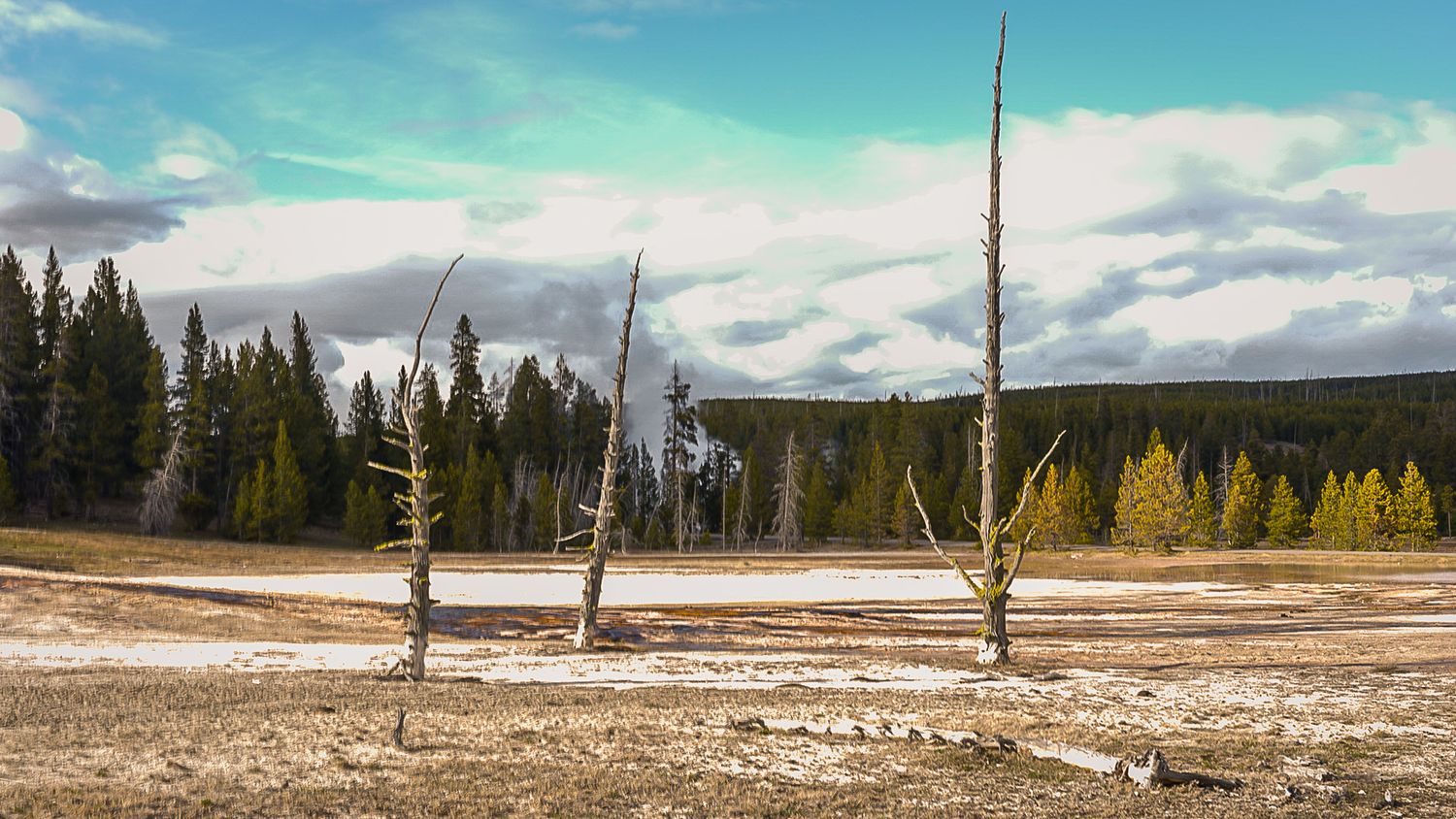 Panoramic vista of Yellowstone National Park with dead trees and geothermal features.