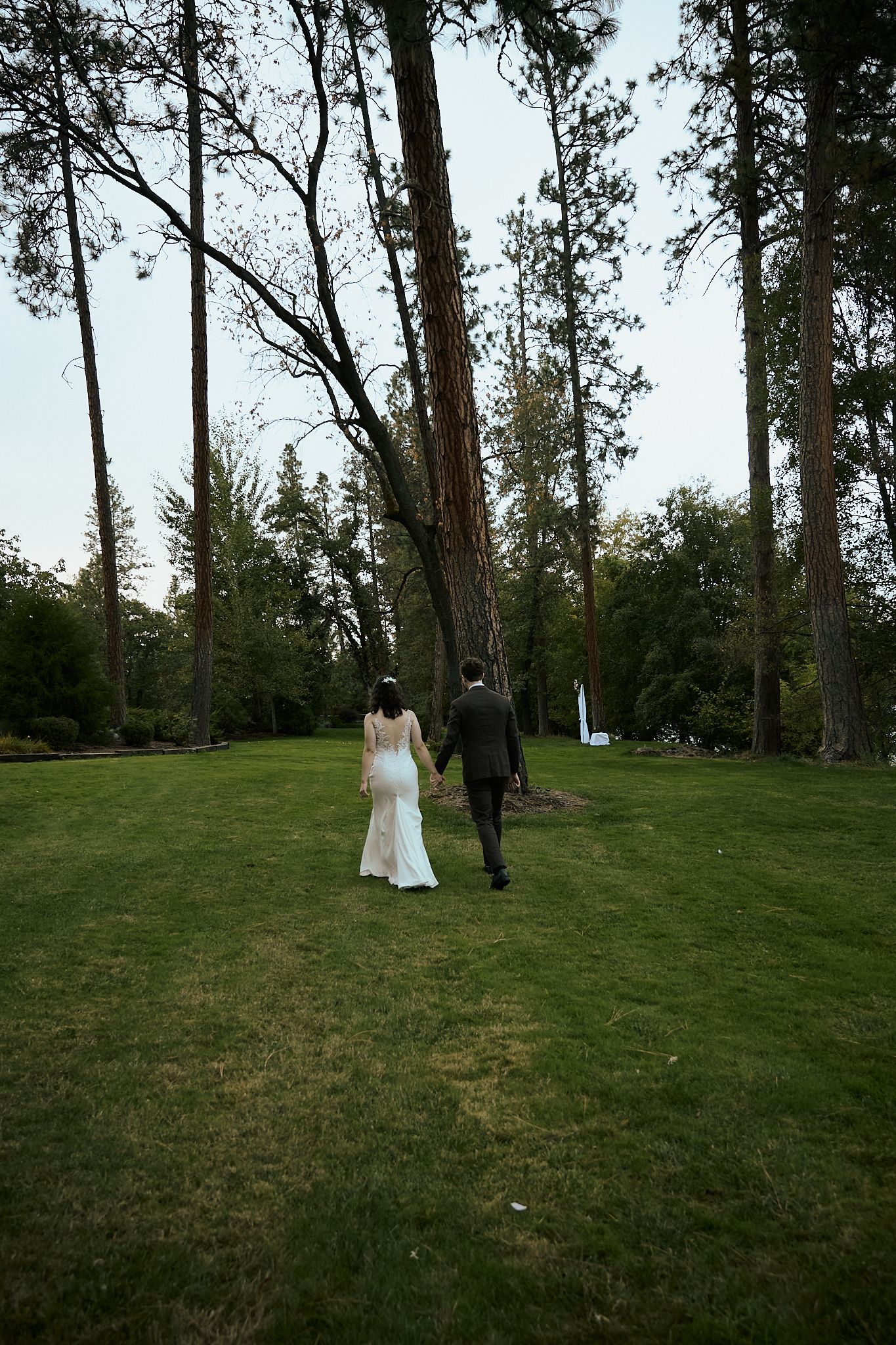 Wedding couple walks together on grassy hillside among tall pine trees.