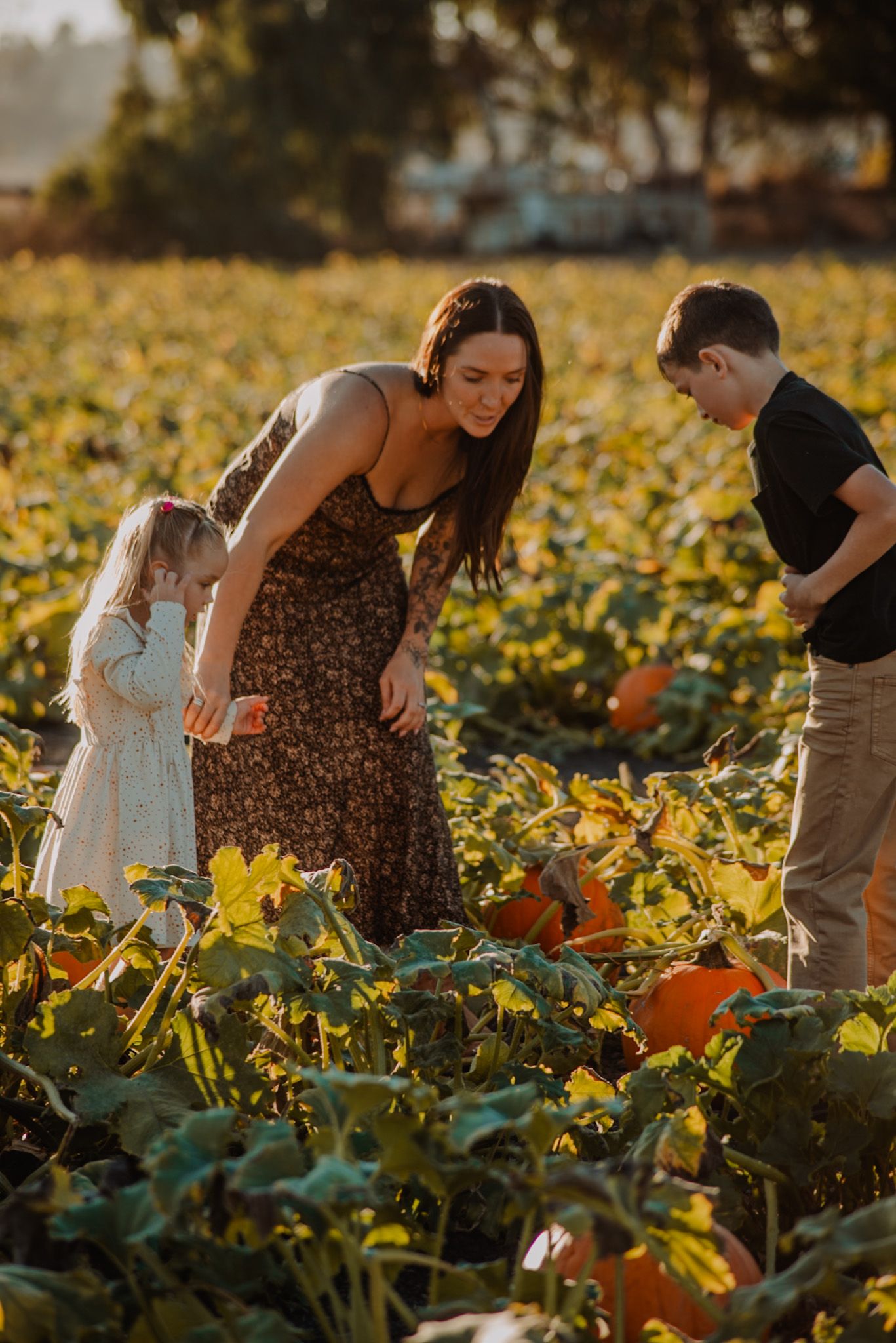People picking pumpkins together in a golden sunlit pumpkin patch.