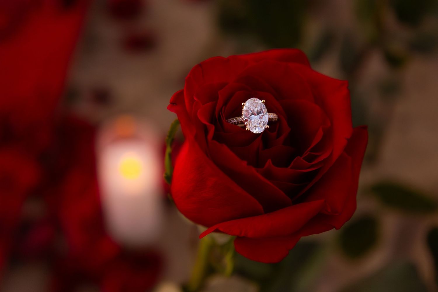 Close-up shots of red roses with water droplets in dramatic lighting.