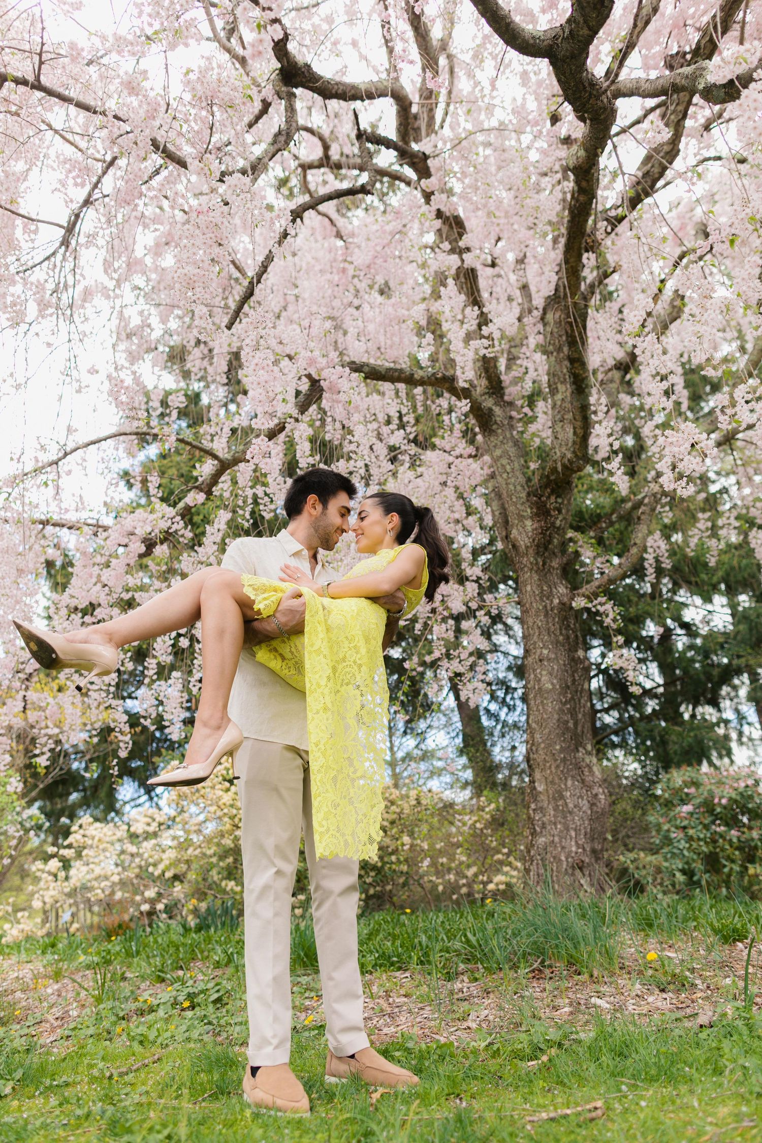 Couple embracing under blooming cherry blossom tree, man lifting woman in yellow lace dress in spring garden.