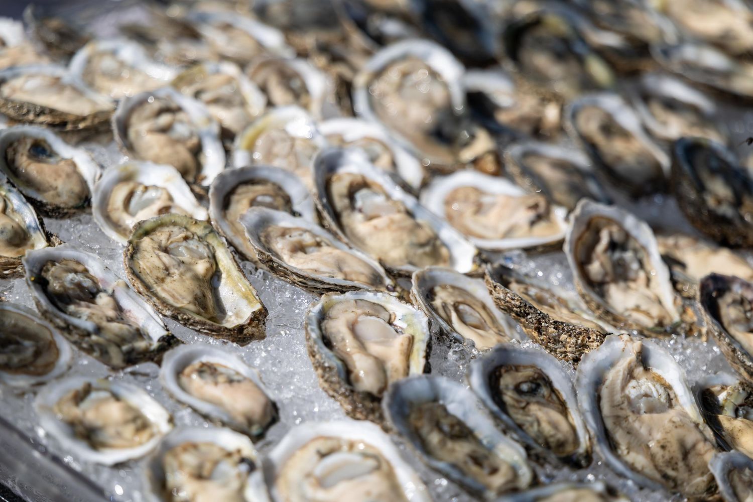 Fresh oysters on the half shell displayed on ice at a catered seafood event.