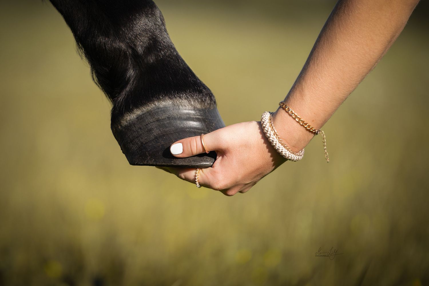 horse love hands