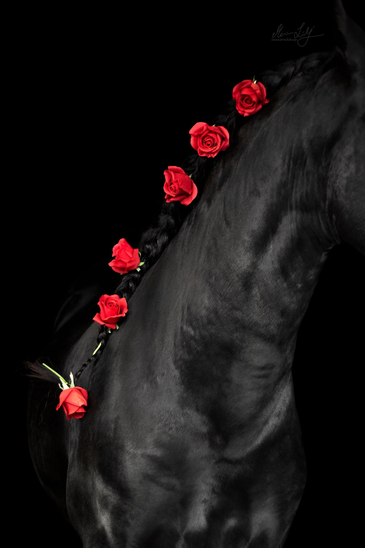valentinesday horse roses