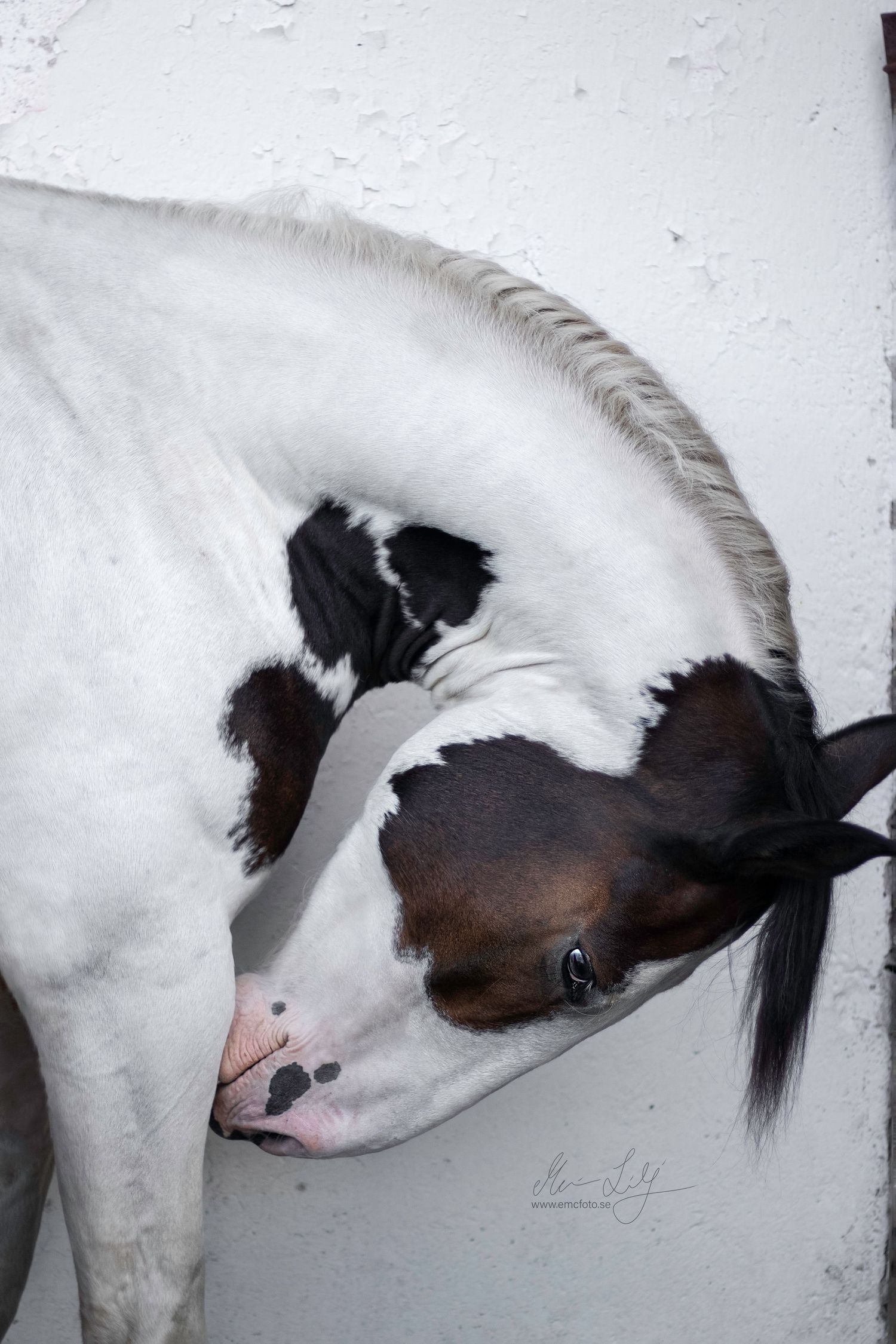 piebald horse
