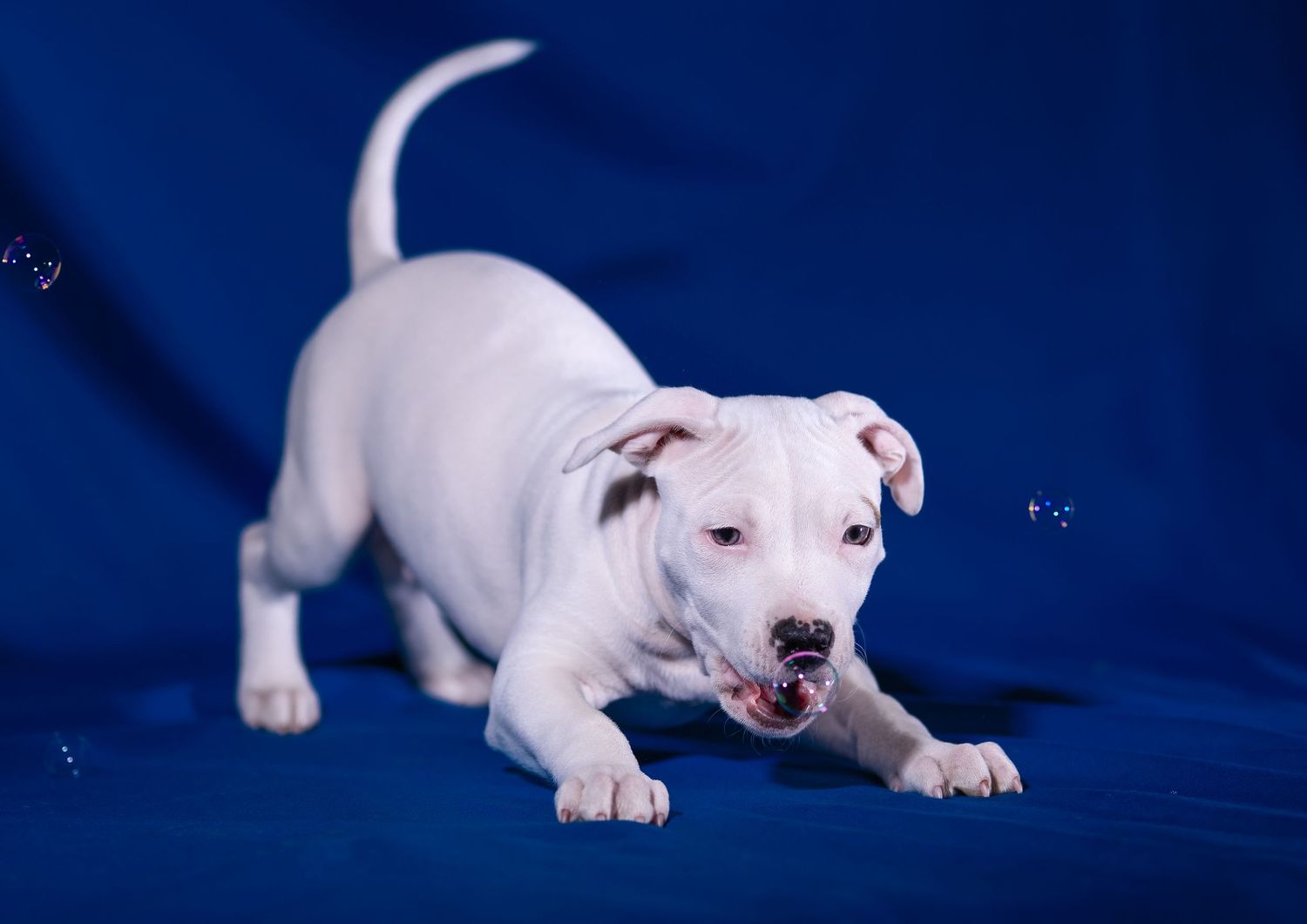 amstaff valp bubblor