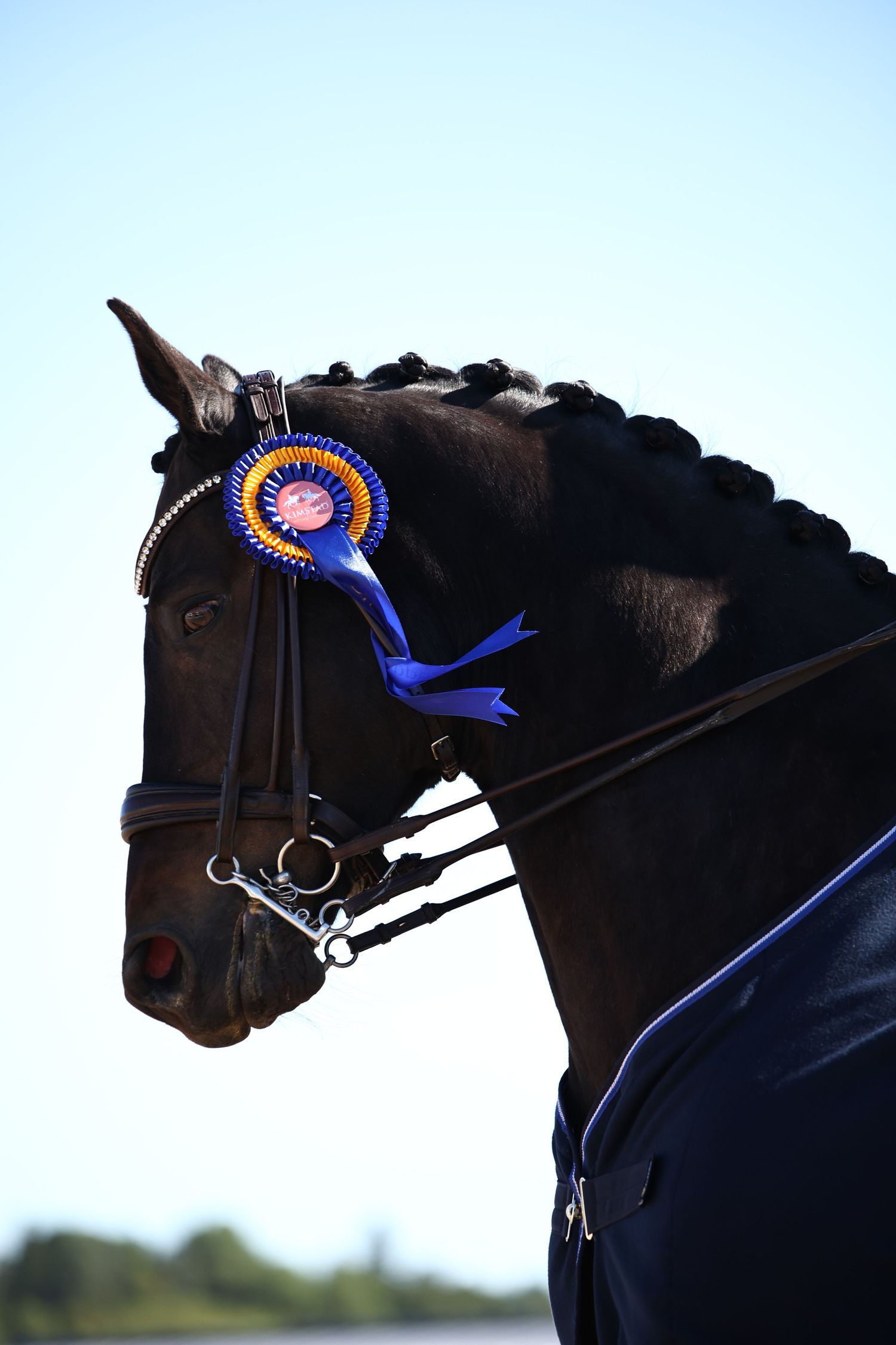 winner dressage 25