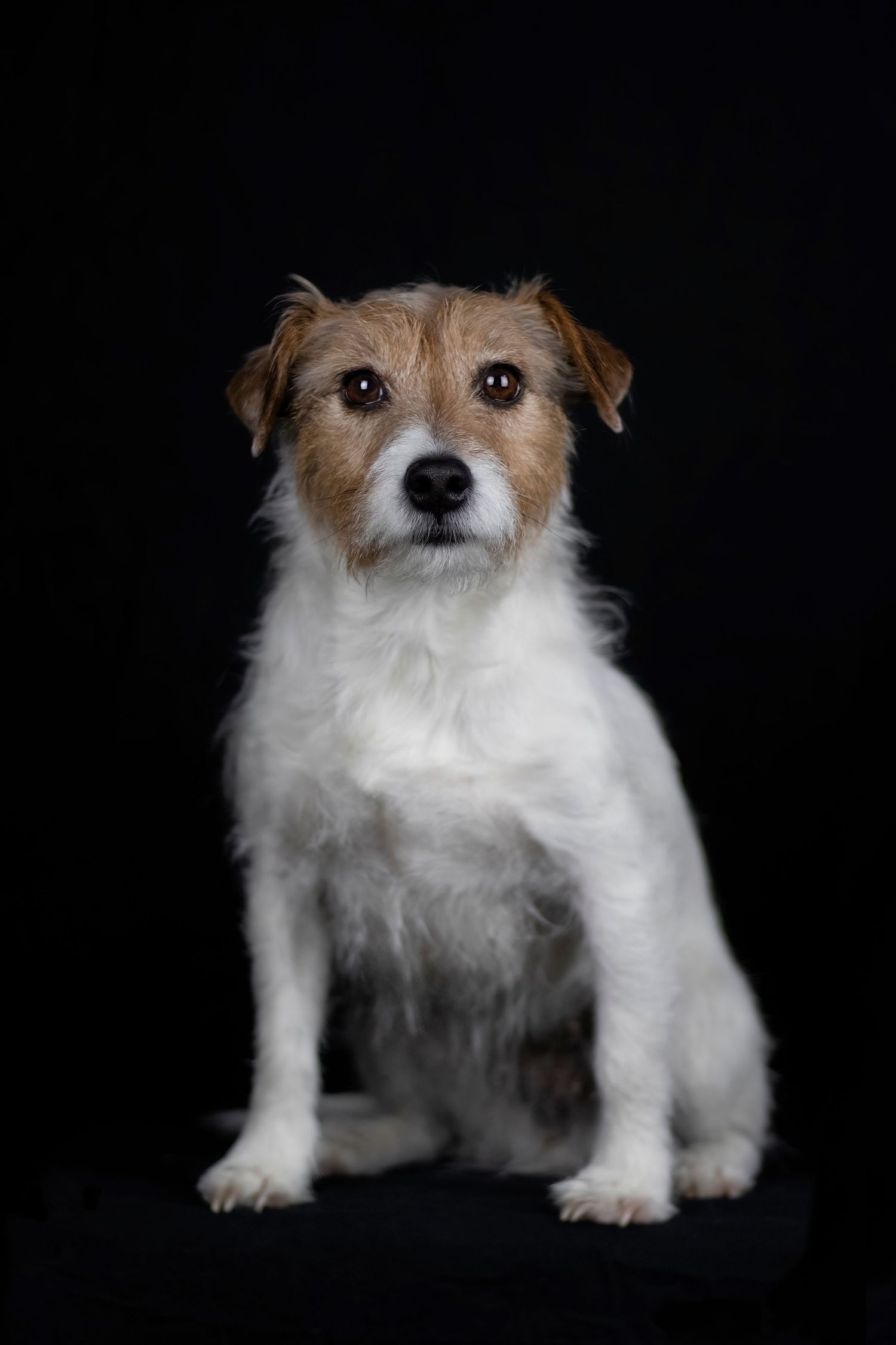 jack russell