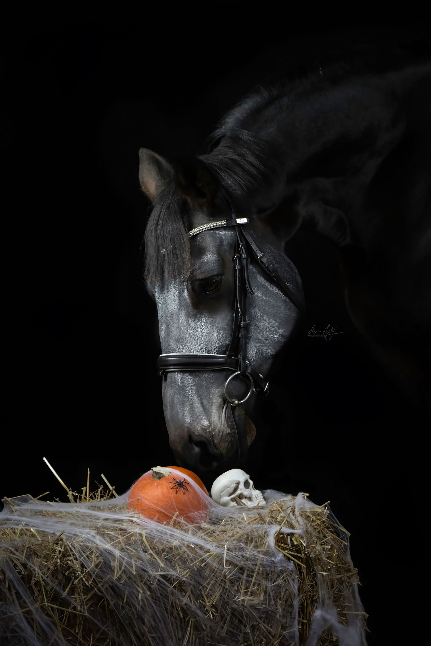 halloween dead horse