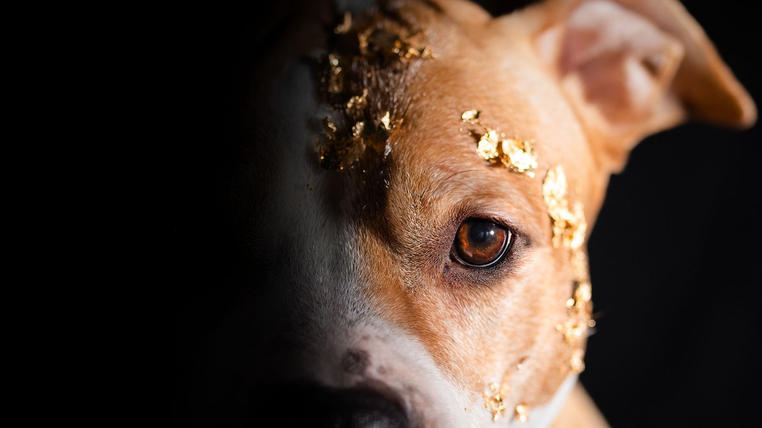 hund detaljer glitter