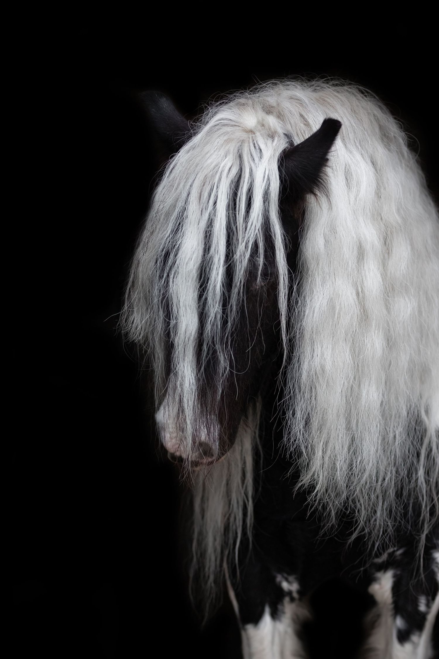 piebald horse portrait
